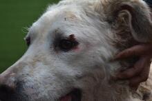 GENEROSA, Hund, Maremmano-Mix in Italien - Bild 18