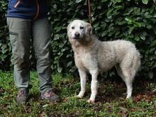 GENEROSA, Hund, Maremmano-Mix in Italien - Bild 19
