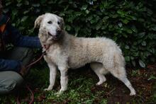 GENEROSA, Hund, Maremmano-Mix in Italien - Bild 2