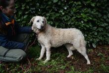 GENEROSA, Hund, Maremmano-Mix in Italien - Bild 20