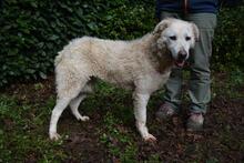 GENEROSA, Hund, Maremmano-Mix in Italien - Bild 3