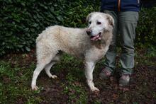 GENEROSA, Hund, Maremmano-Mix in Italien - Bild 4