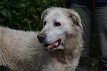 GENEROSA, Hund, Maremmano-Mix in Italien - Bild 5