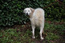GENEROSA, Hund, Maremmano-Mix in Italien - Bild 6