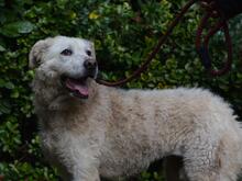 GENEROSA, Hund, Maremmano-Mix in Italien - Bild 7