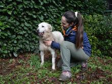 GENEROSA, Hund, Maremmano-Mix in Italien - Bild 9