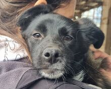 KARINA, Hund, Mischlingshund in Rumänien - Bild 1
