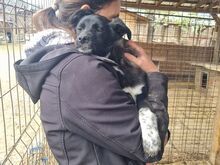KARINA, Hund, Mischlingshund in Rumänien - Bild 2