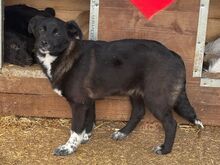 KARINA, Hund, Mischlingshund in Rumänien - Bild 4