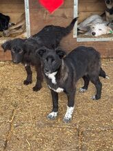 KARINA, Hund, Mischlingshund in Rumänien - Bild 5