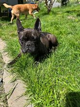 ORCHID, Hund, Französische Bulldogge in Worbis - Bild 1
