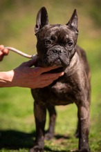 ORCHID, Hund, Französische Bulldogge in Worbis - Bild 10
