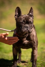 ORCHID, Hund, Französische Bulldogge in Worbis - Bild 11