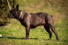 ORCHID, Hund, Französische Bulldogge in Worbis - Bild 12