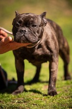 ORCHID, Hund, Französische Bulldogge in Worbis - Bild 13