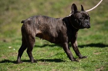 ORCHID, Hund, Französische Bulldogge in Worbis - Bild 14