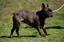 ORCHID, Hund, Französische Bulldogge in Worbis - Bild 15