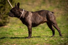 ORCHID, Hund, Französische Bulldogge in Worbis - Bild 16