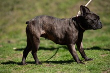 ORCHID, Hund, Französische Bulldogge in Worbis - Bild 17