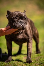 ORCHID, Hund, Französische Bulldogge in Worbis - Bild 18