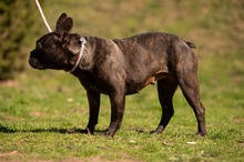 ORCHID, Hund, Französische Bulldogge in Worbis - Bild 19
