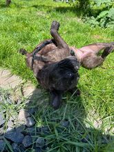ORCHID, Hund, Französische Bulldogge in Worbis - Bild 2