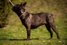 ORCHID, Hund, Französische Bulldogge in Worbis - Bild 20