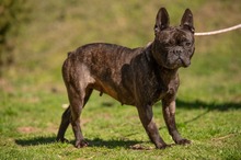 ORCHID, Hund, Französische Bulldogge in Worbis - Bild 21