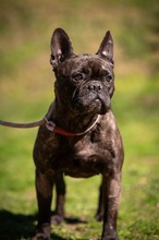 ORCHID, Hund, Französische Bulldogge in Worbis - Bild 3