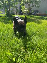 ORCHID, Hund, Französische Bulldogge in Worbis - Bild 4