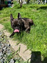 ORCHID, Hund, Französische Bulldogge in Worbis - Bild 5