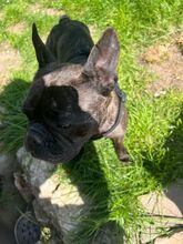 ORCHID, Hund, Französische Bulldogge in Worbis - Bild 6