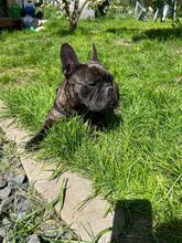 ORCHID, Hund, Französische Bulldogge in Worbis - Bild 7
