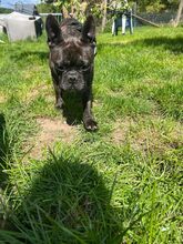 ORCHID, Hund, Französische Bulldogge in Worbis - Bild 8