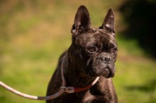 ORCHID, Hund, Französische Bulldogge in Worbis - Bild 9