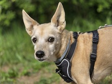 MAX, Hund, Zwergpinscher-Chihuahua-Mix in Winterberg - Bild 1