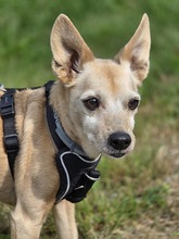 MAX, Hund, Zwergpinscher-Chihuahua-Mix in Winterberg - Bild 2
