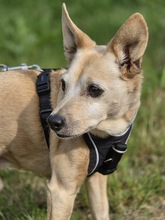 MAX, Hund, Zwergpinscher-Chihuahua-Mix in Winterberg - Bild 3