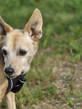 MAX, Hund, Zwergpinscher-Chihuahua-Mix in Winterberg - Bild 4