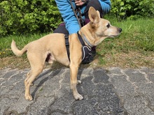 MAX, Hund, Zwergpinscher-Chihuahua-Mix in Winterberg - Bild 5