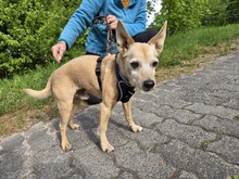 MAX, Hund, Zwergpinscher-Chihuahua-Mix in Winterberg - Bild 6