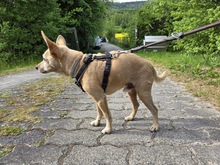 MAX, Hund, Zwergpinscher-Chihuahua-Mix in Winterberg - Bild 7