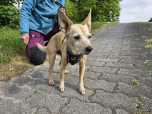 MAX, Hund, Zwergpinscher-Chihuahua-Mix in Winterberg - Bild 8