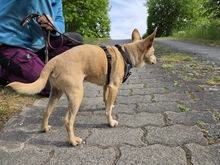 MAX, Hund, Zwergpinscher-Chihuahua-Mix in Winterberg - Bild 9