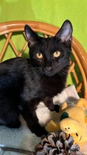 NOIR, Katze, Europäisch Kurzhaar in Zypern - Bild 1