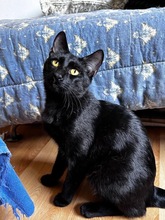 NOIR, Katze, Europäisch Kurzhaar in Zypern - Bild 2