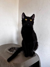 NOIR, Katze, Europäisch Kurzhaar in Zypern - Bild 3