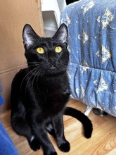 NOIR, Katze, Europäisch Kurzhaar in Zypern - Bild 4