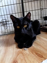 NOIR, Katze, Europäisch Kurzhaar in Zypern - Bild 5