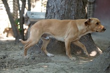 AKELA, Hund, Mischlingshund in Ungarn - Bild 1